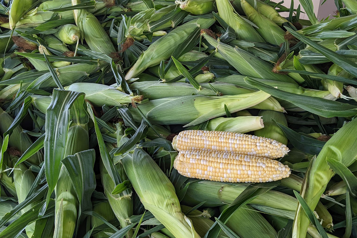 Sweet corn grown right on the farm